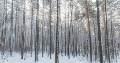 clean lines of the winter trees minimalism and minimalist design inspired by the winter season