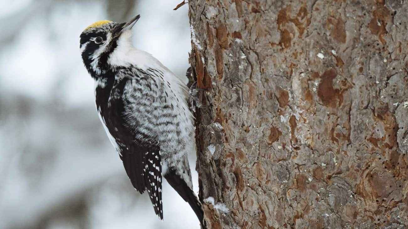 winter season inspiration monochrome bird at the frozen birch winter scene