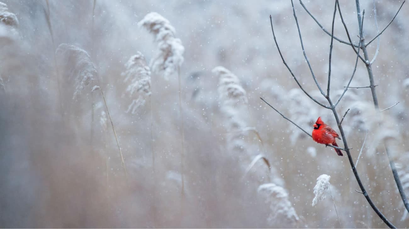 winter season inspiration red bird in the twigs and pampas winter scene