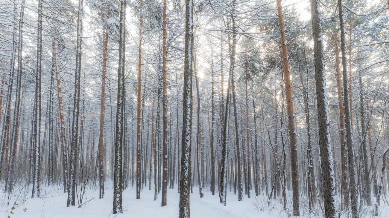 winter season inspiration trees in the wood snowy winter scene
