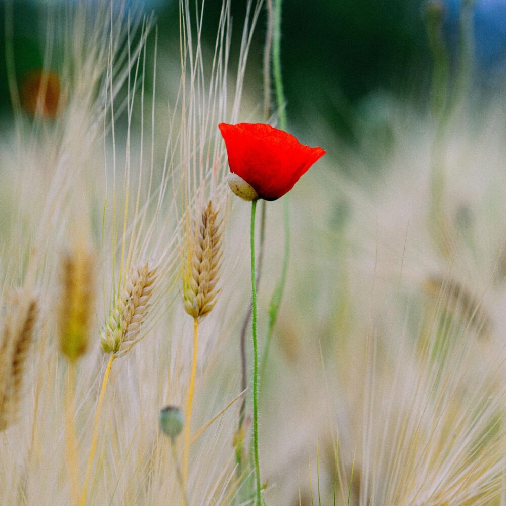 red-poppy-in-a-field-nature-inspired-colour-schemes-for-interiors-in-cheltenham-and-the-costwolds